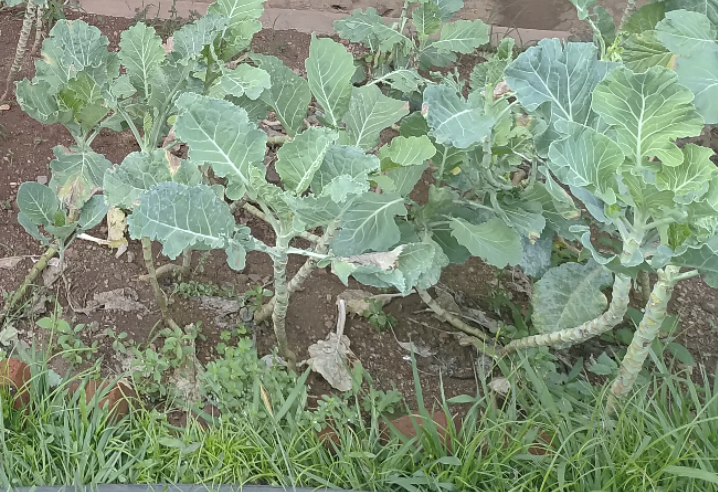 Practical lessons in sustainable farming.